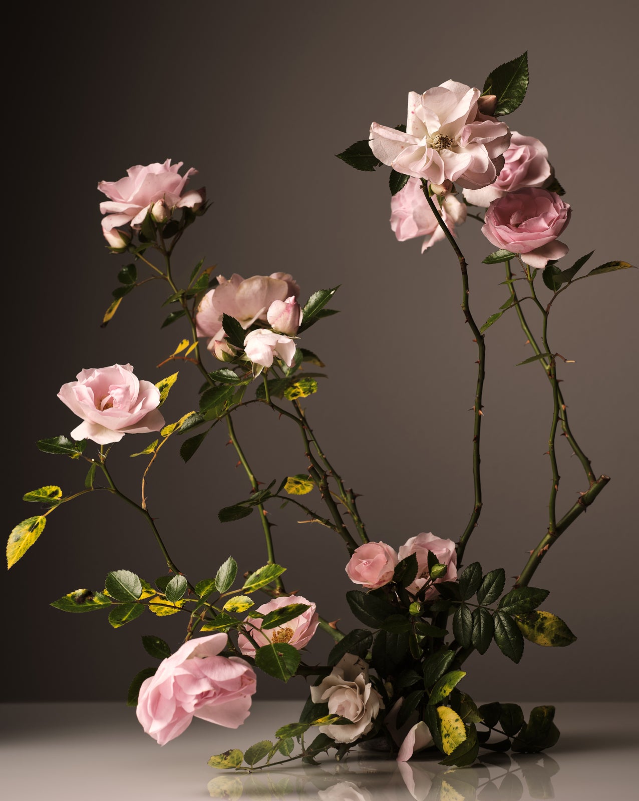Pink Roses for Homecourt product on nanaka.co
