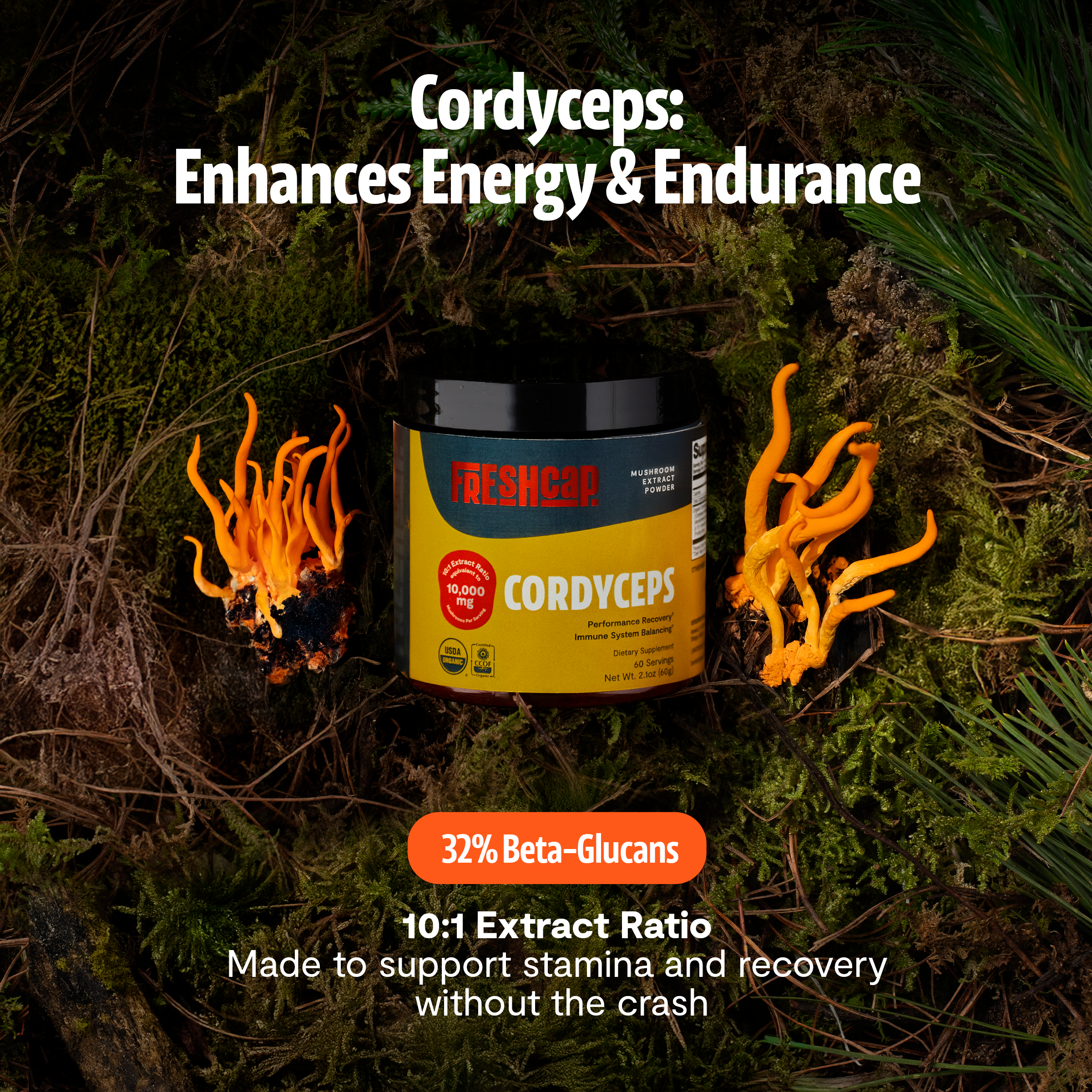 Polvo de extracto de hongo Cordyceps