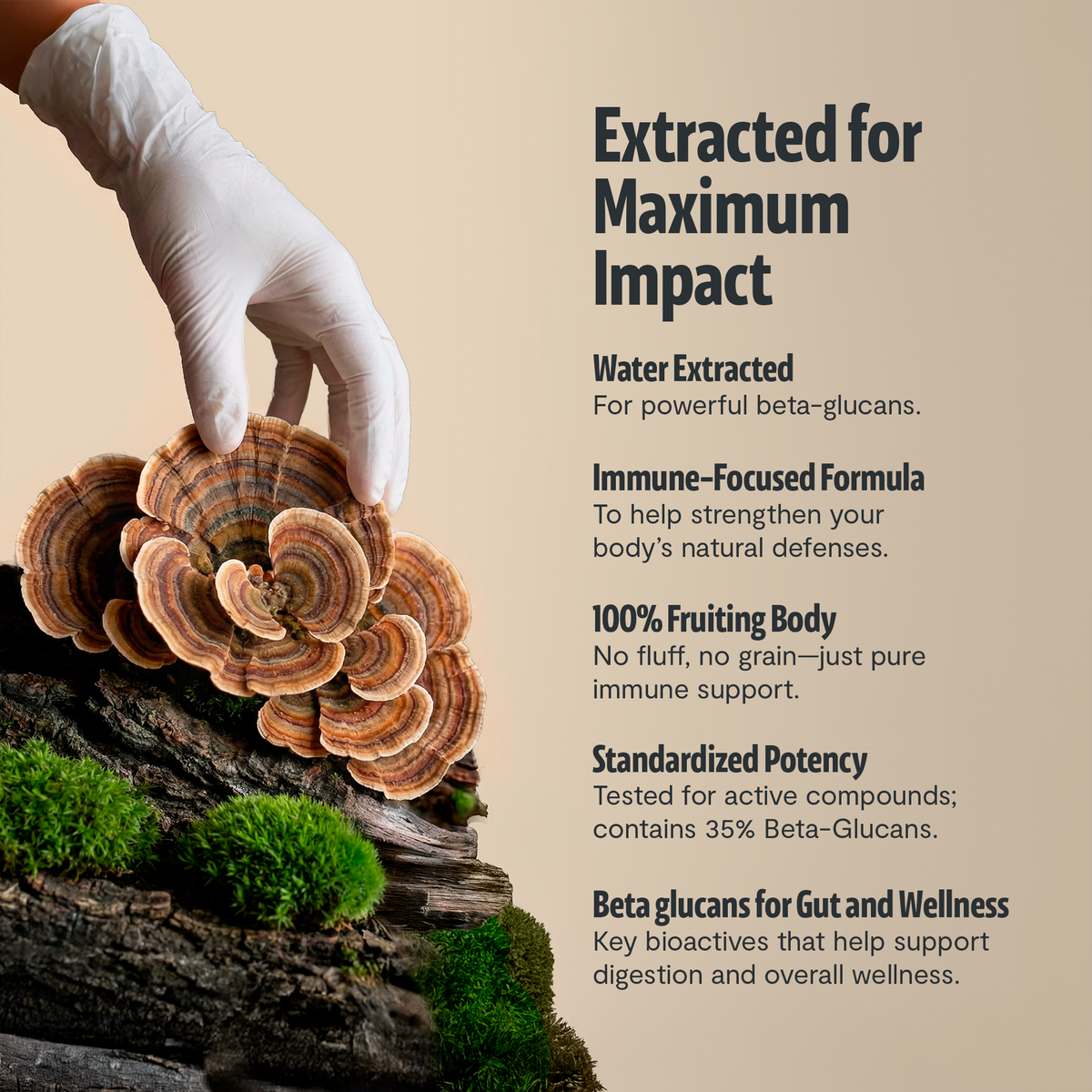 Gloved hand lifting turkey tail from a mossy log: FreshCap Mushrooms Turkey Tail Capsules extracted for maximum impact