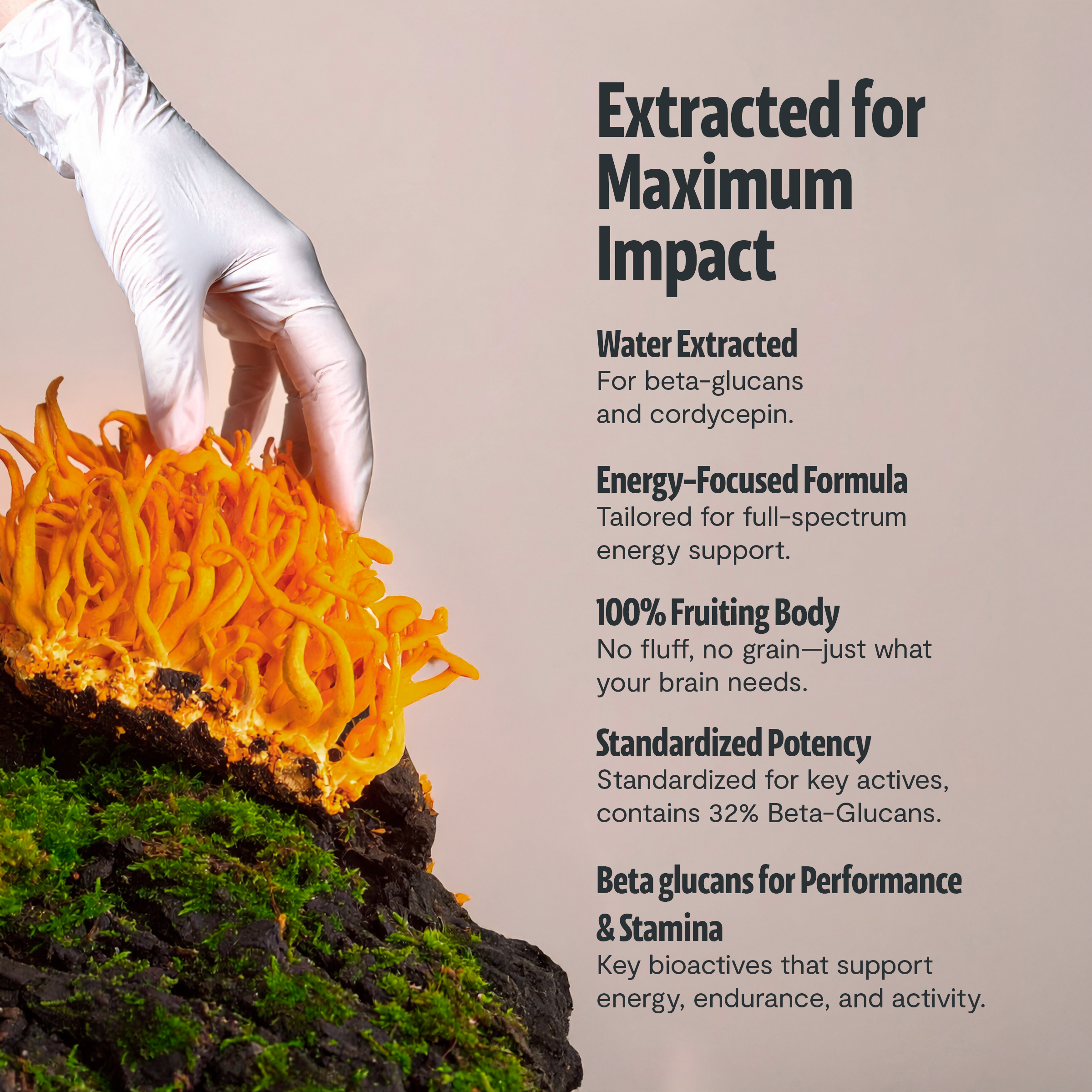 Polvo de extracto de hongo Cordyceps