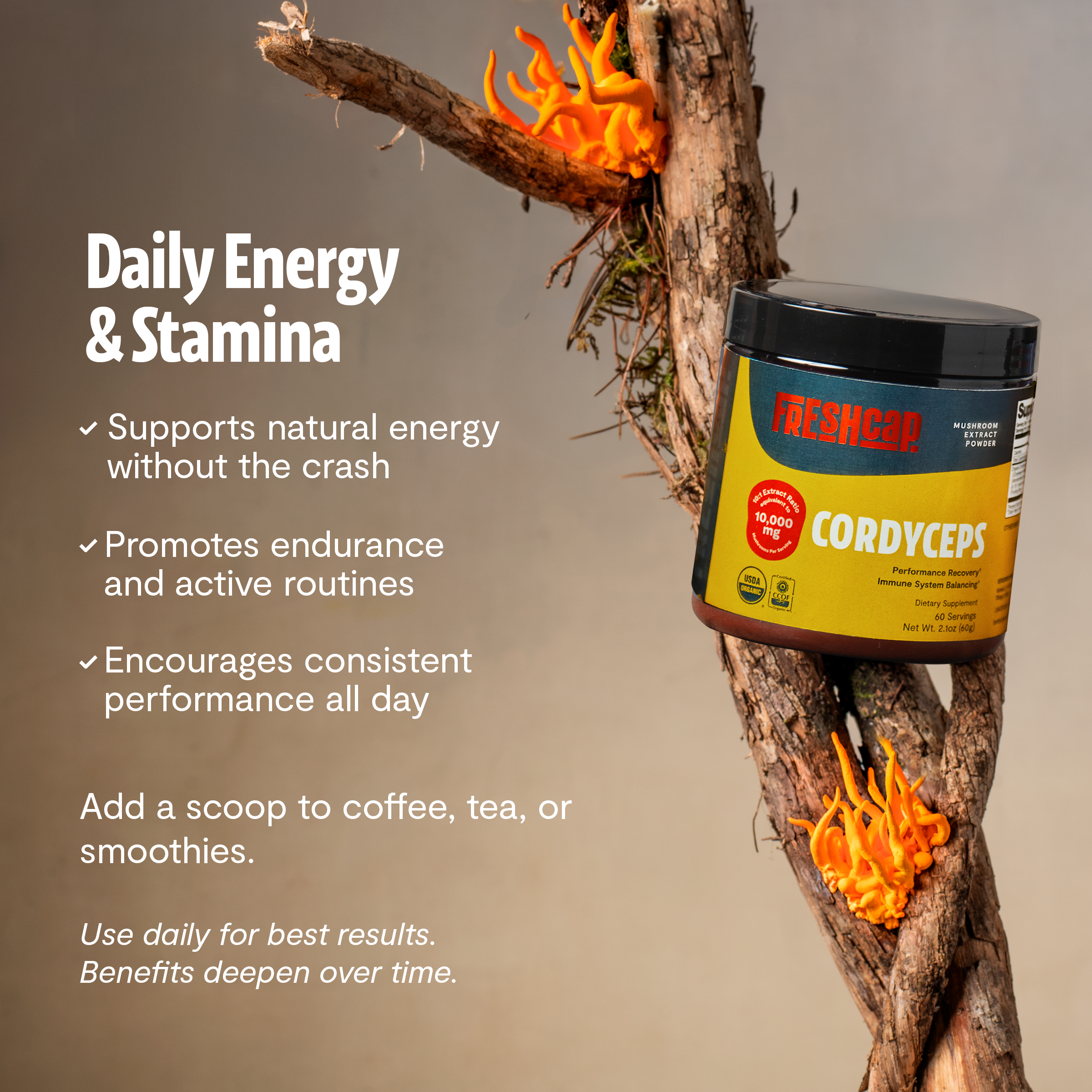 Polvo de extracto de hongo Cordyceps