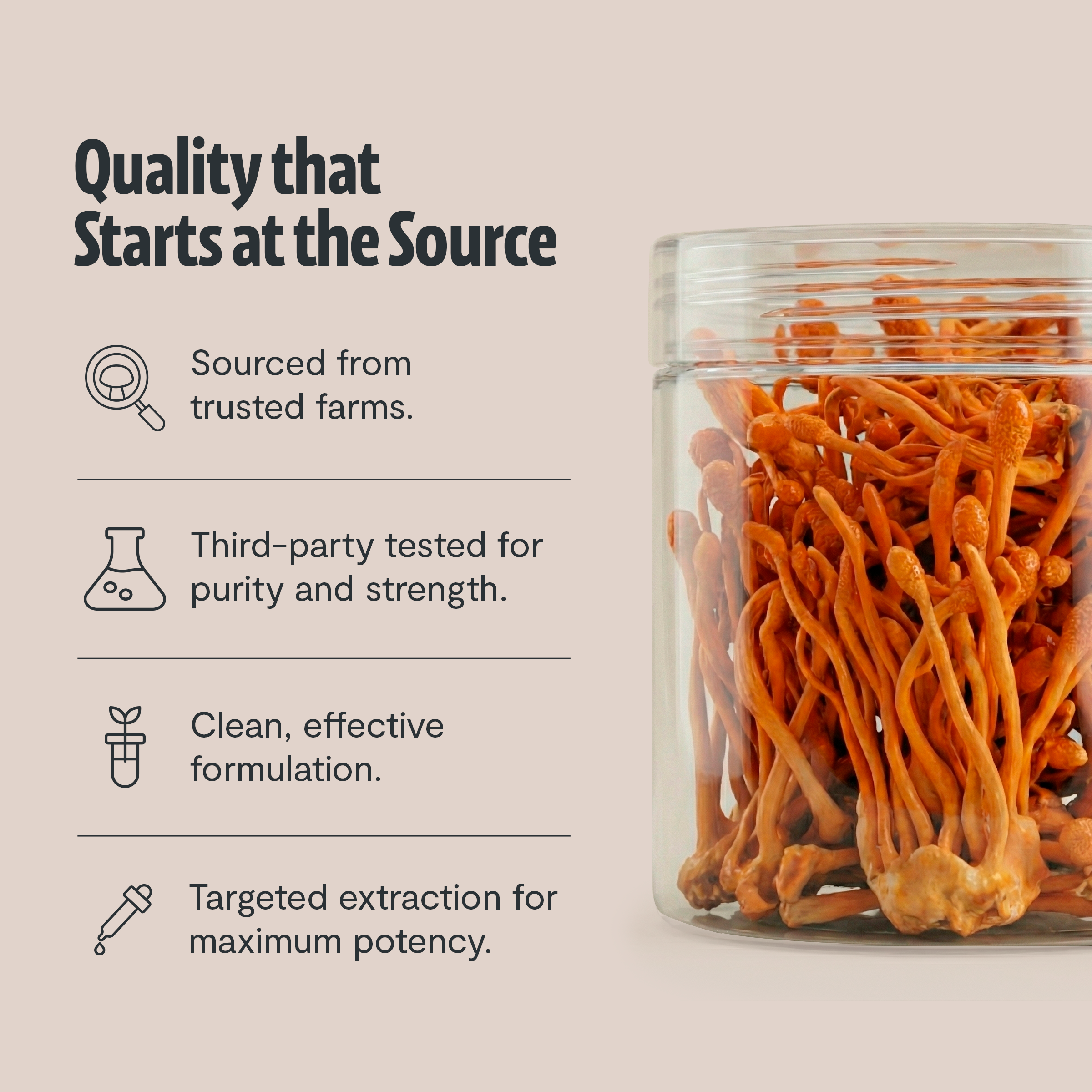 Polvo de extracto de hongo Cordyceps