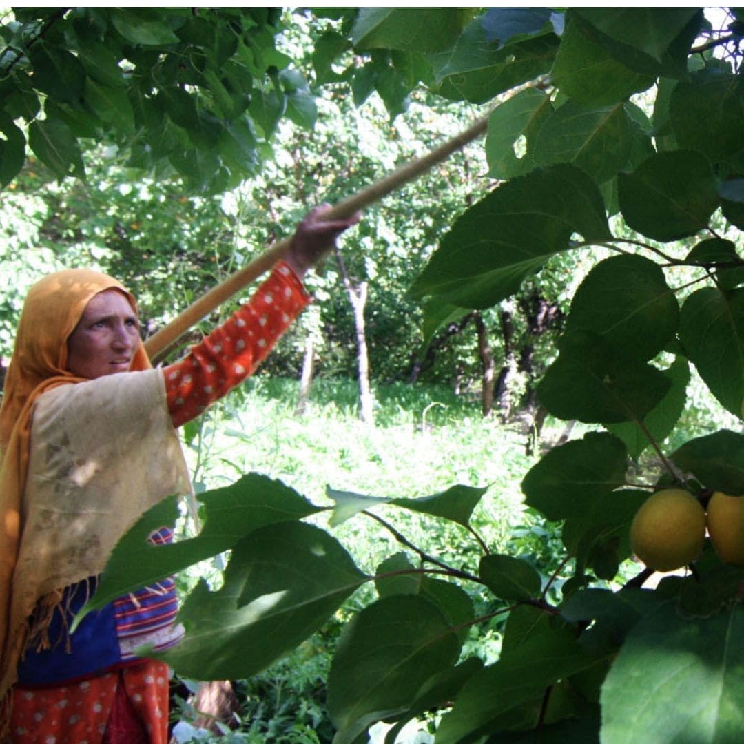 Blue Tansy + Apricot Oil, 100% Organic Beautyologie