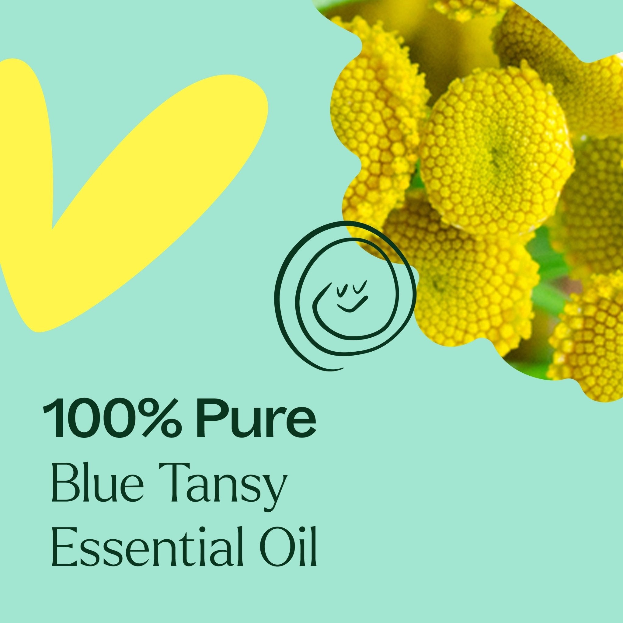 Blue Tansy Essential Oil Plant Therapy