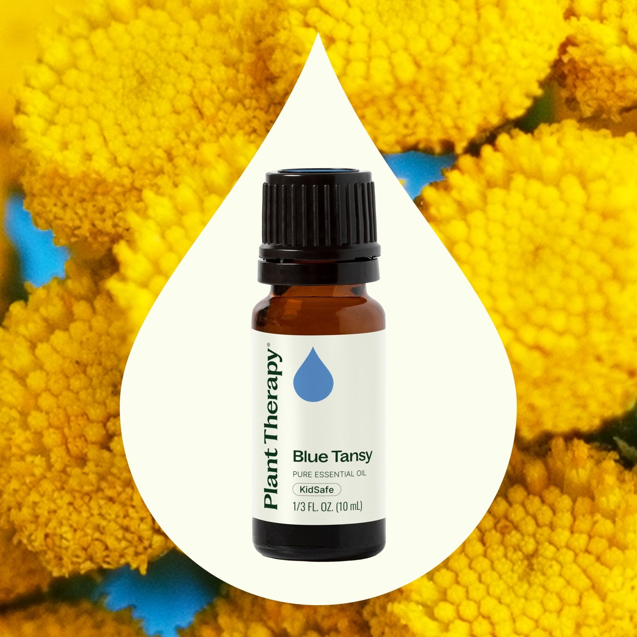 Blue Tansy Essential Oil Plant Therapy