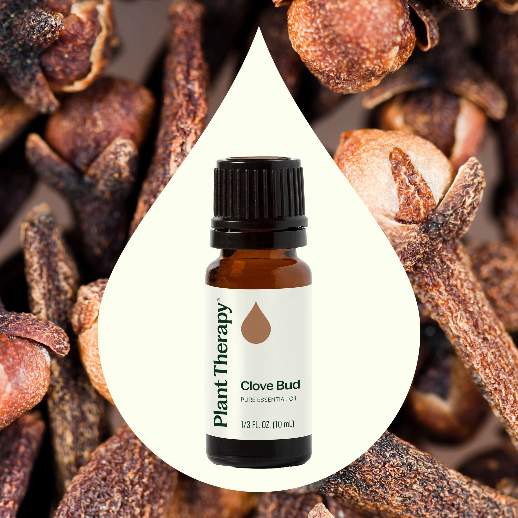 Clove Bud Essential Oil Plant Therapy