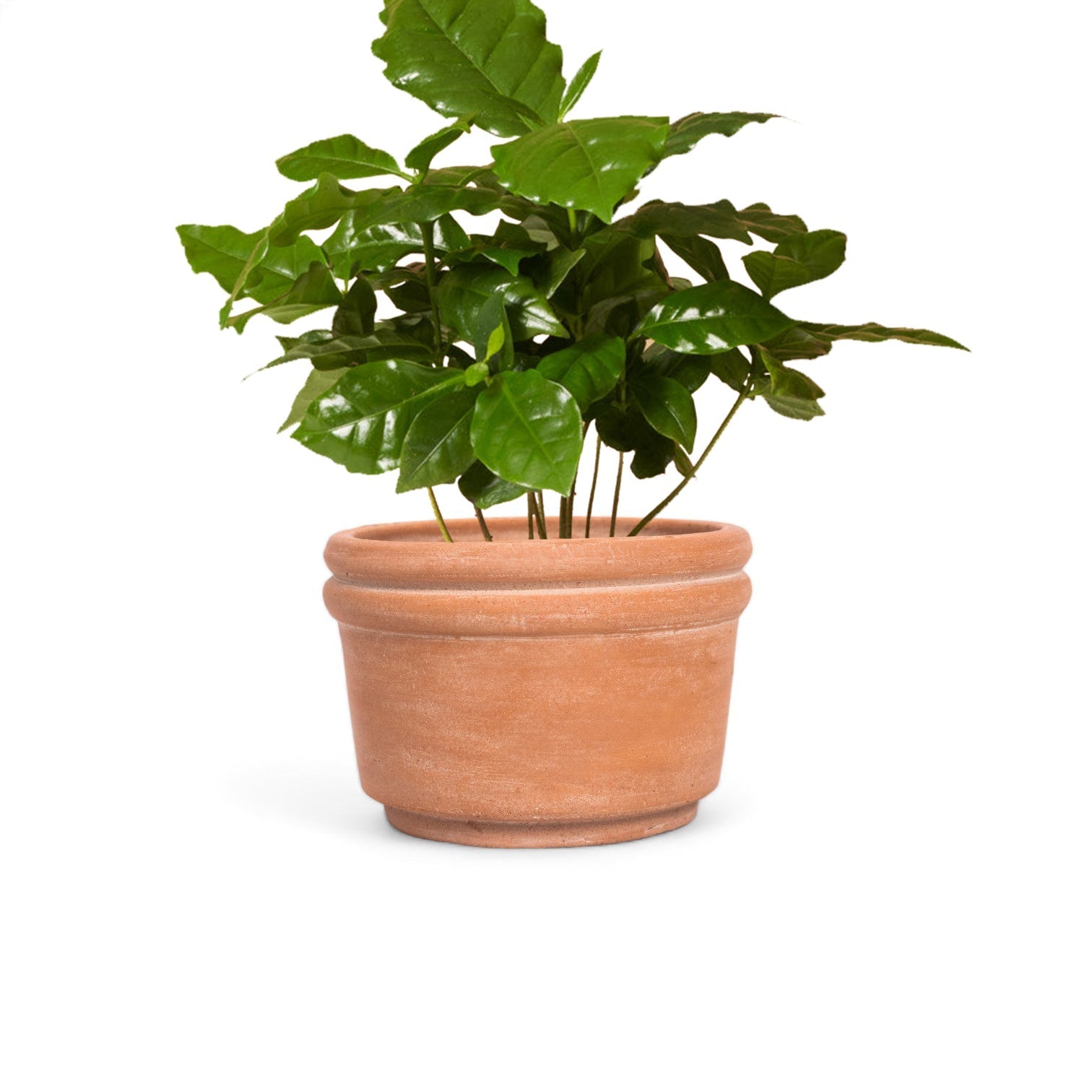 Felipe Small Terracotta Planter by MESO MESO