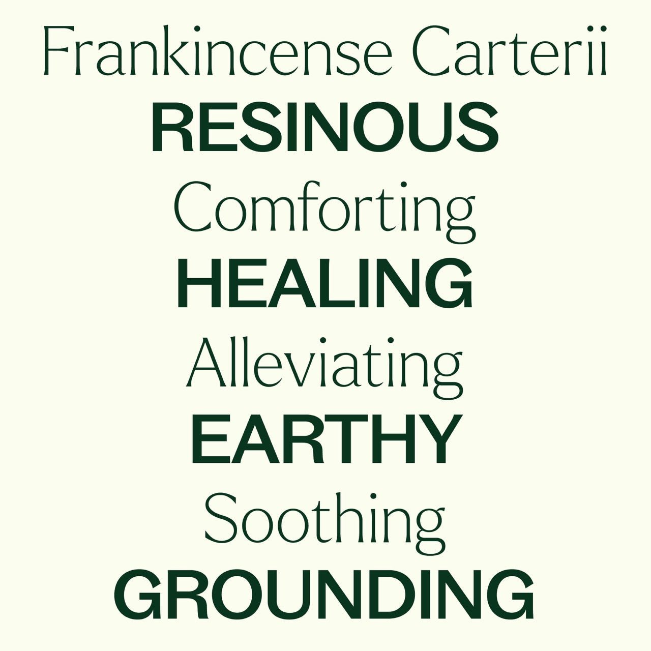 Frankincense Carterii Essential Oil Plant Therapy
