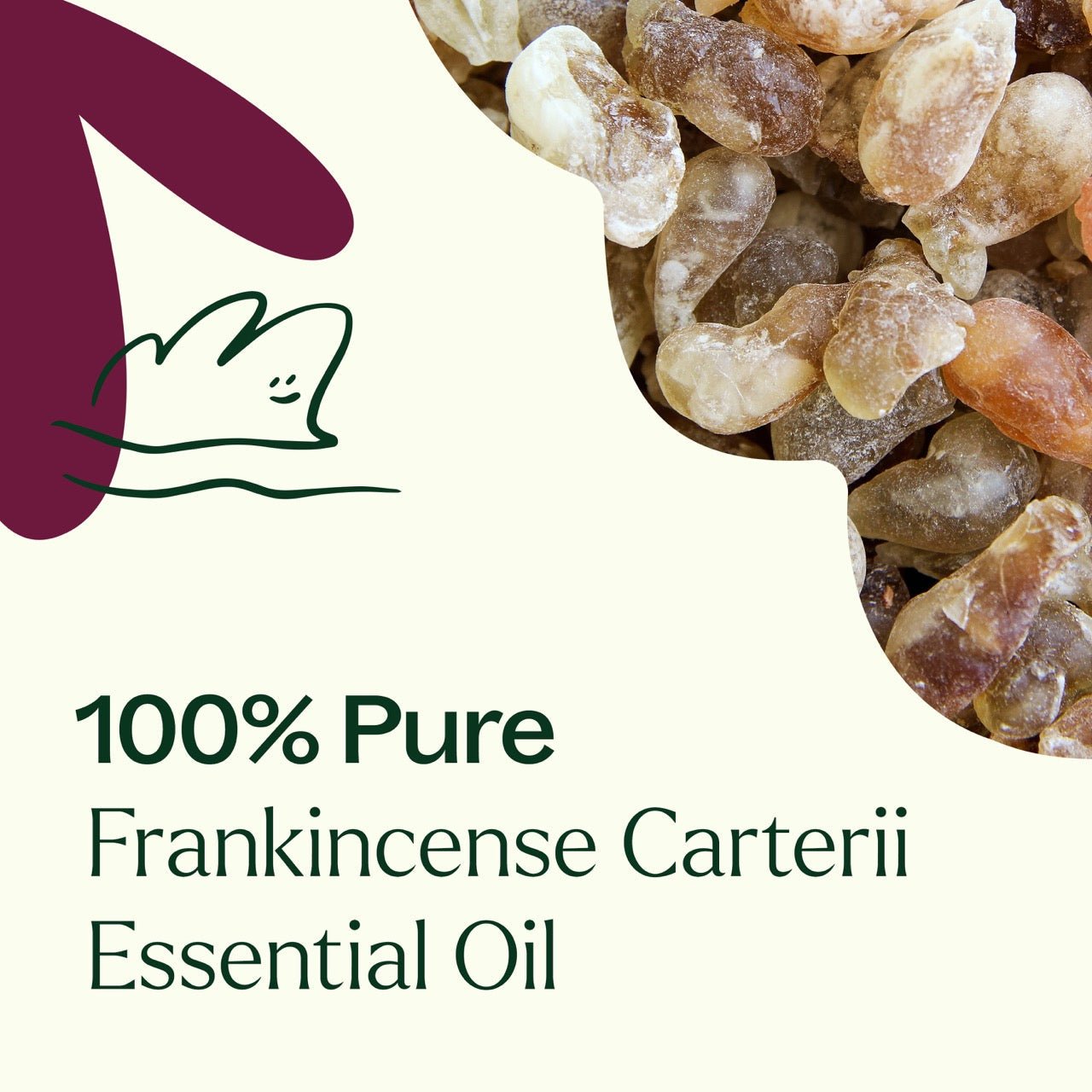 Frankincense Carterii Essential Oil Plant Therapy