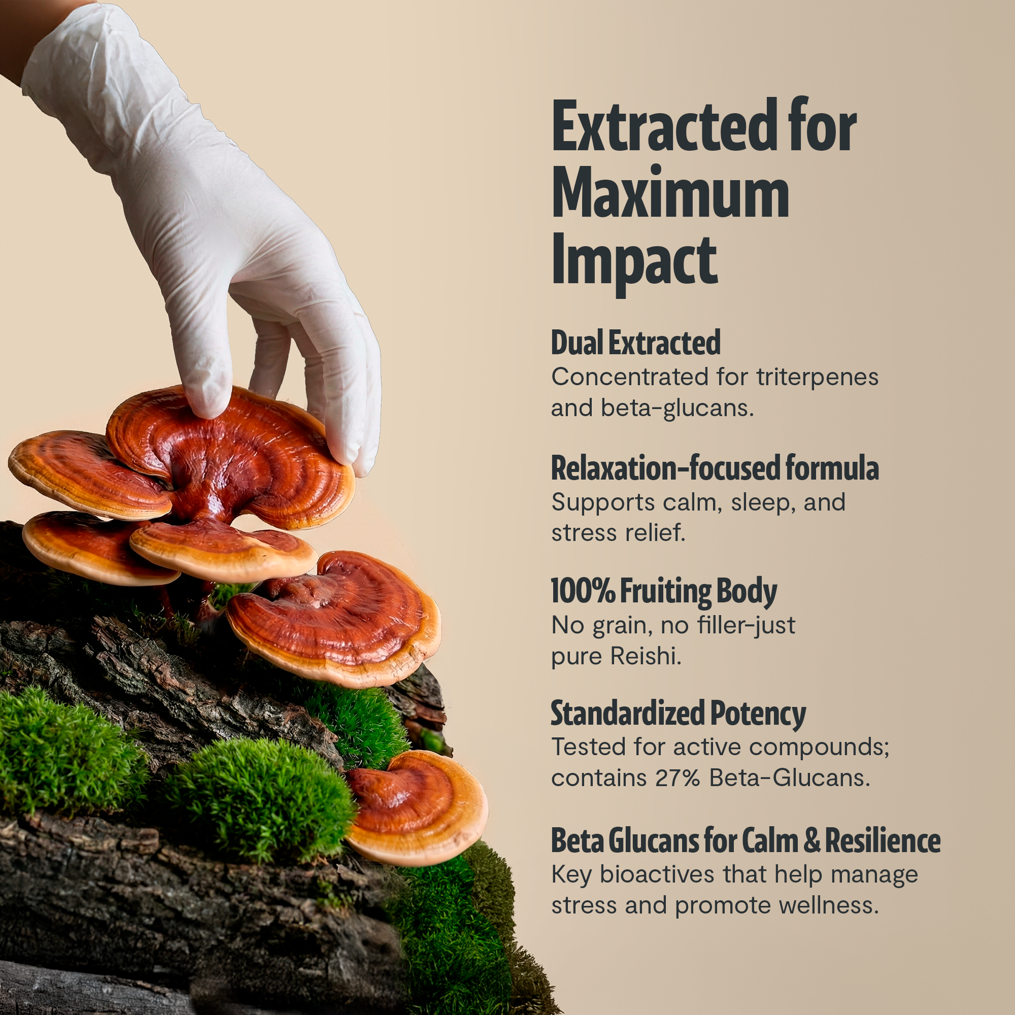Polvo de extracto de hongo reishi