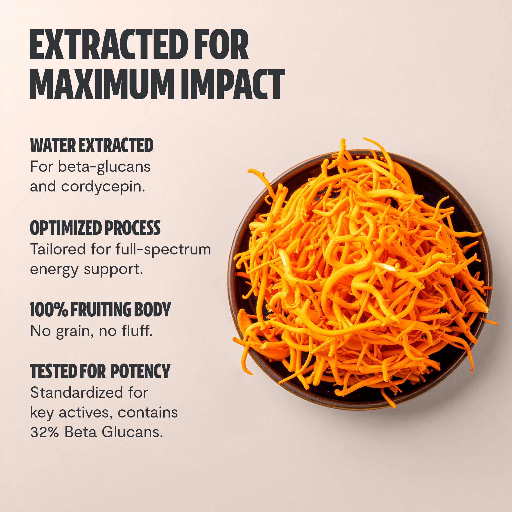Polvo de extracto de hongo Cordyceps
