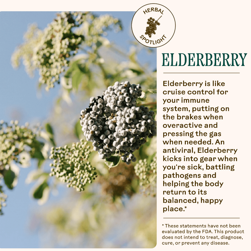 Lemon - Ginger Immune Toddy WOODEN SPOON HERBS