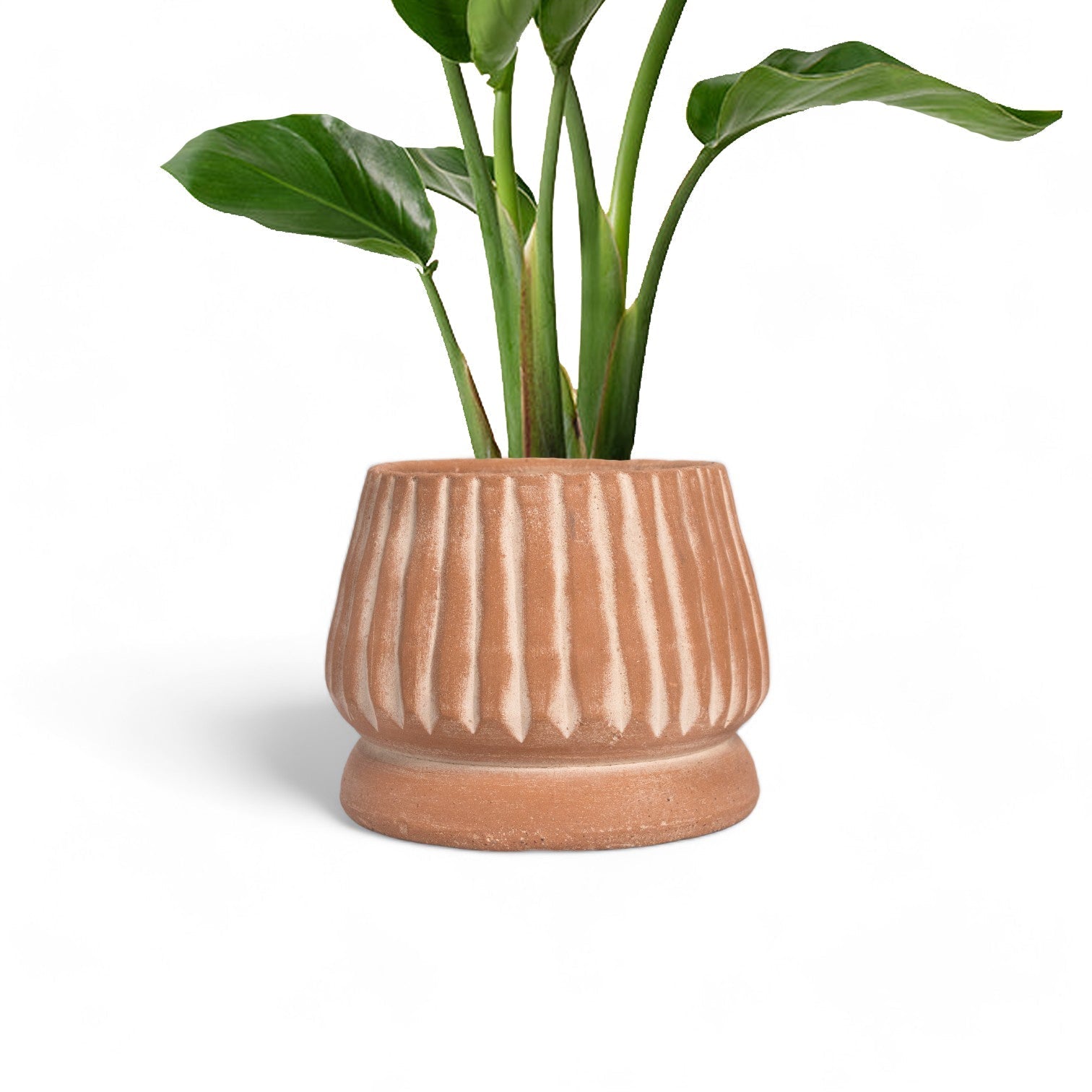 Mateo Terracotta Planter by MESO MESO
