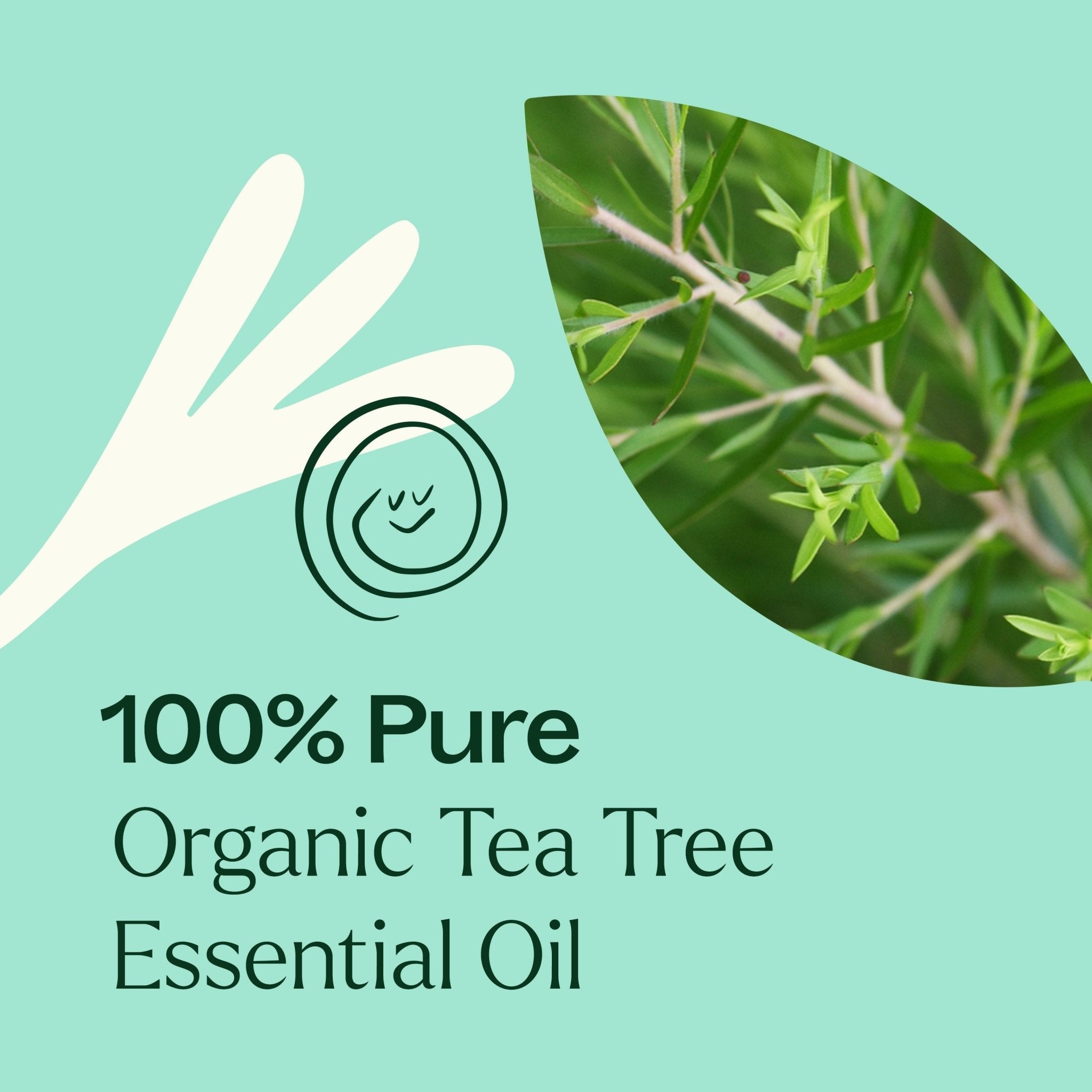 Organic Tea Tree Essential Oil Plant Therapy