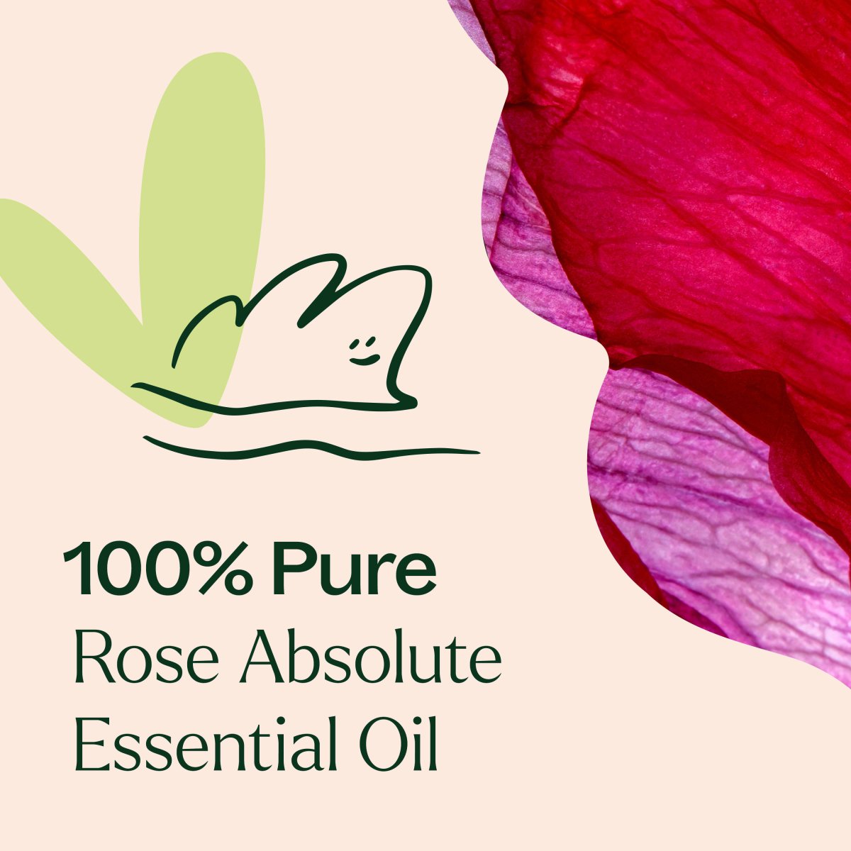 Rose Pure Absolute Essential Oil Plant Therapy