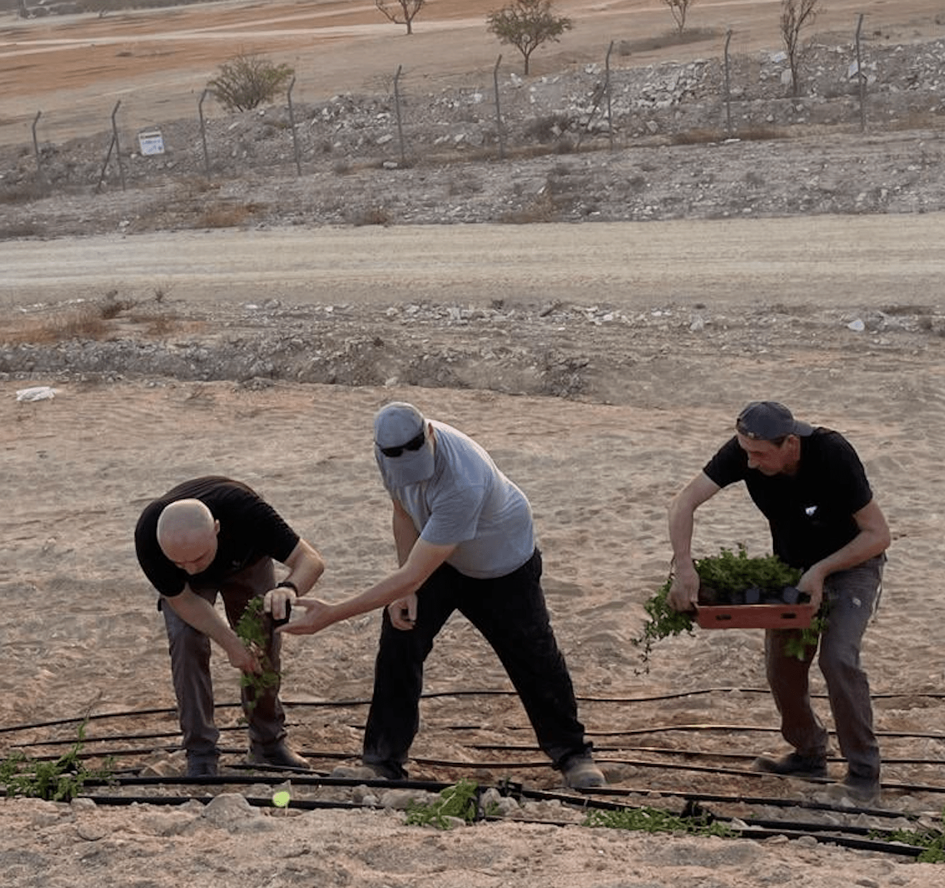 Santal + Jojoba Oil, 100% Organic Beautyologie