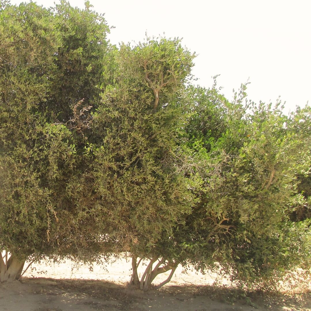 Santal + Jojoba Oil, 100% Organic Beautyologie