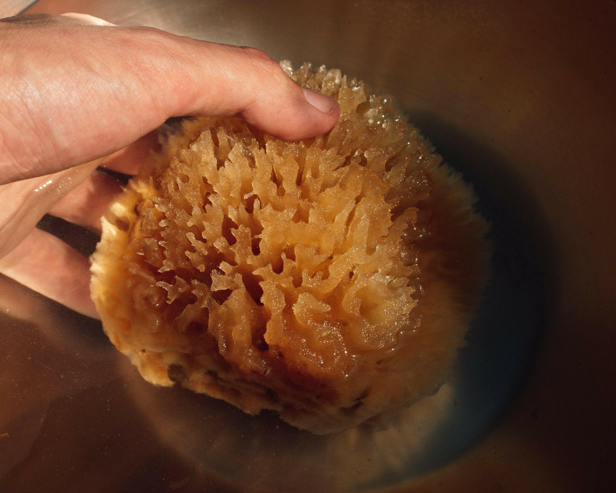 Sea Wool Sponge Firsthand Supply