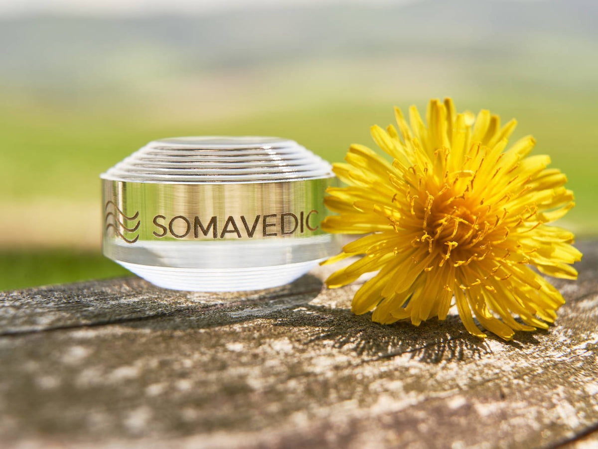 Somavedic Tiny clear beside a yellow dandelion on a tree stump