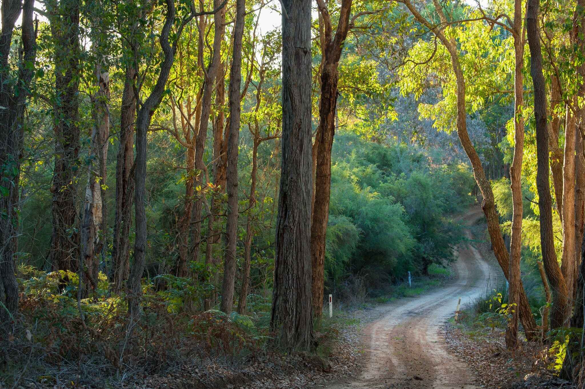 Bio-Active Honey Sun Potion