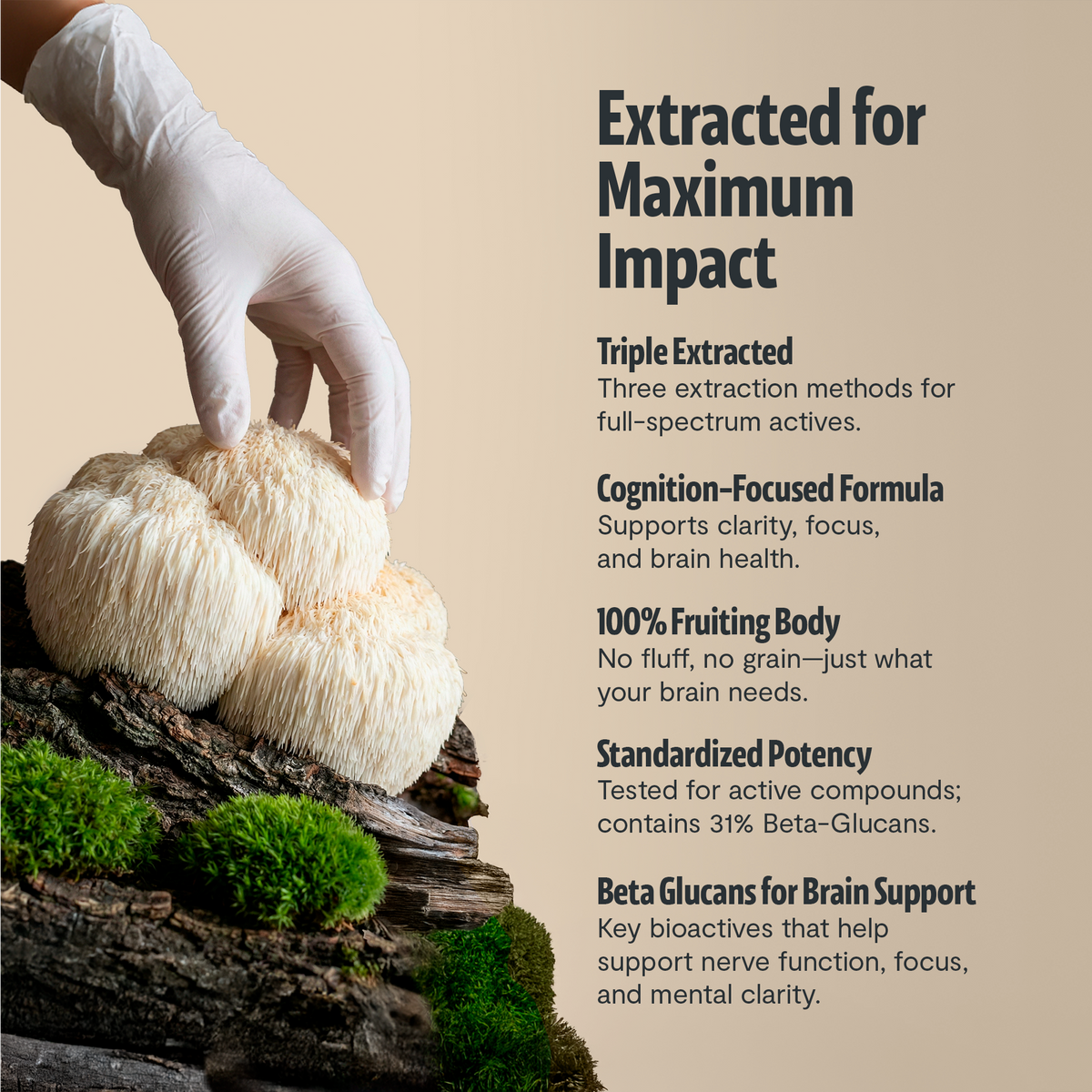 Gloved hand lifting lion's mane from a mossy log: FreshCap Mushrooms Lion's Mane Capsules extracted for maximum impact