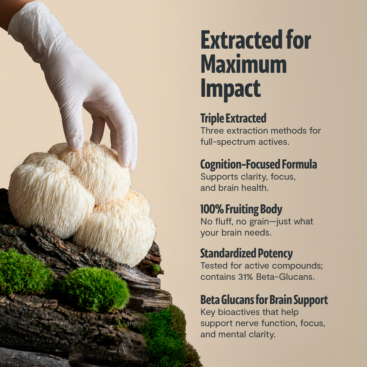 Gloved hand lifting lion's mane from a mossy log: FreshCap Mushrooms Lion's Mane Powder extracted for maximum impact