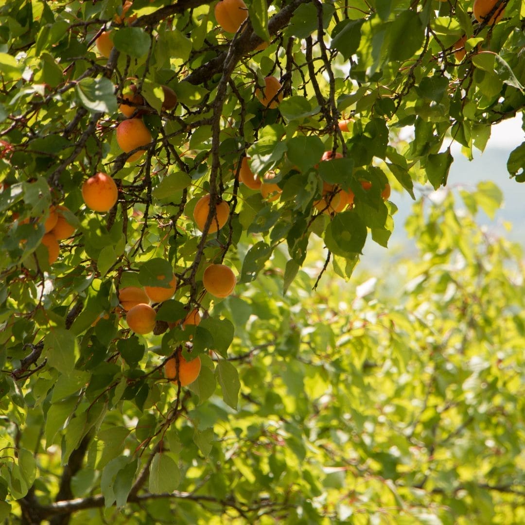 Aceite de Albaricoque, 100% Orgánico
