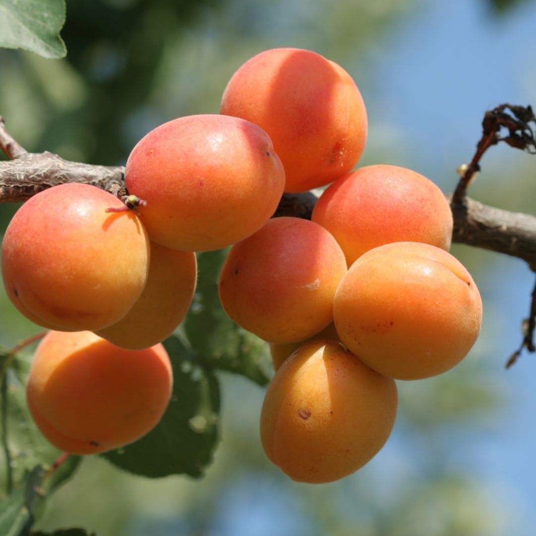 Aceite de Albaricoque, 100% Orgánico