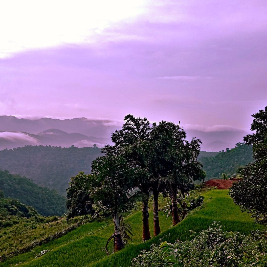 Blue Tansy + Apricot Oil, 100% Organic Beautyologie