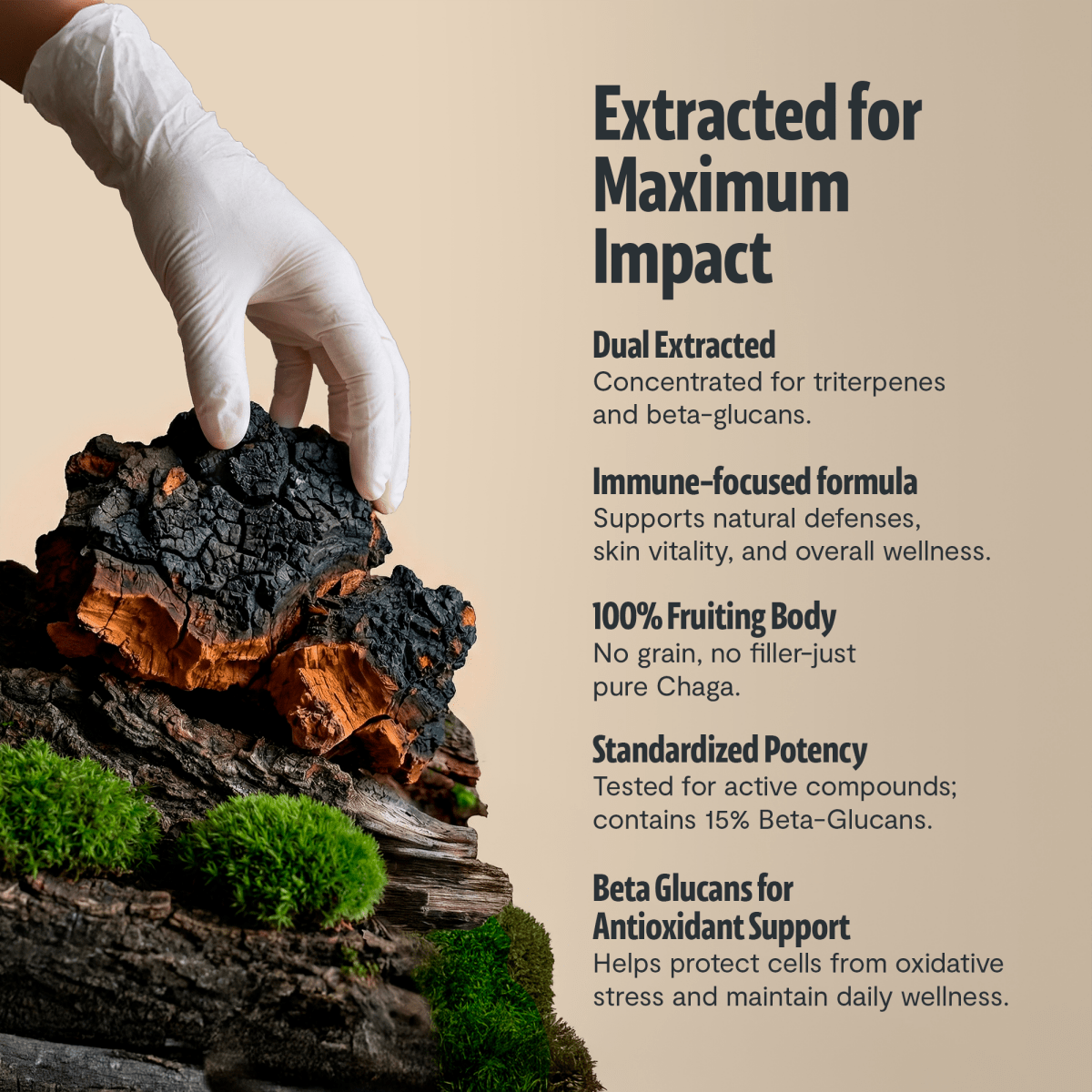 Chaga Mushroom Extract Capsules FreshCap Mushrooms