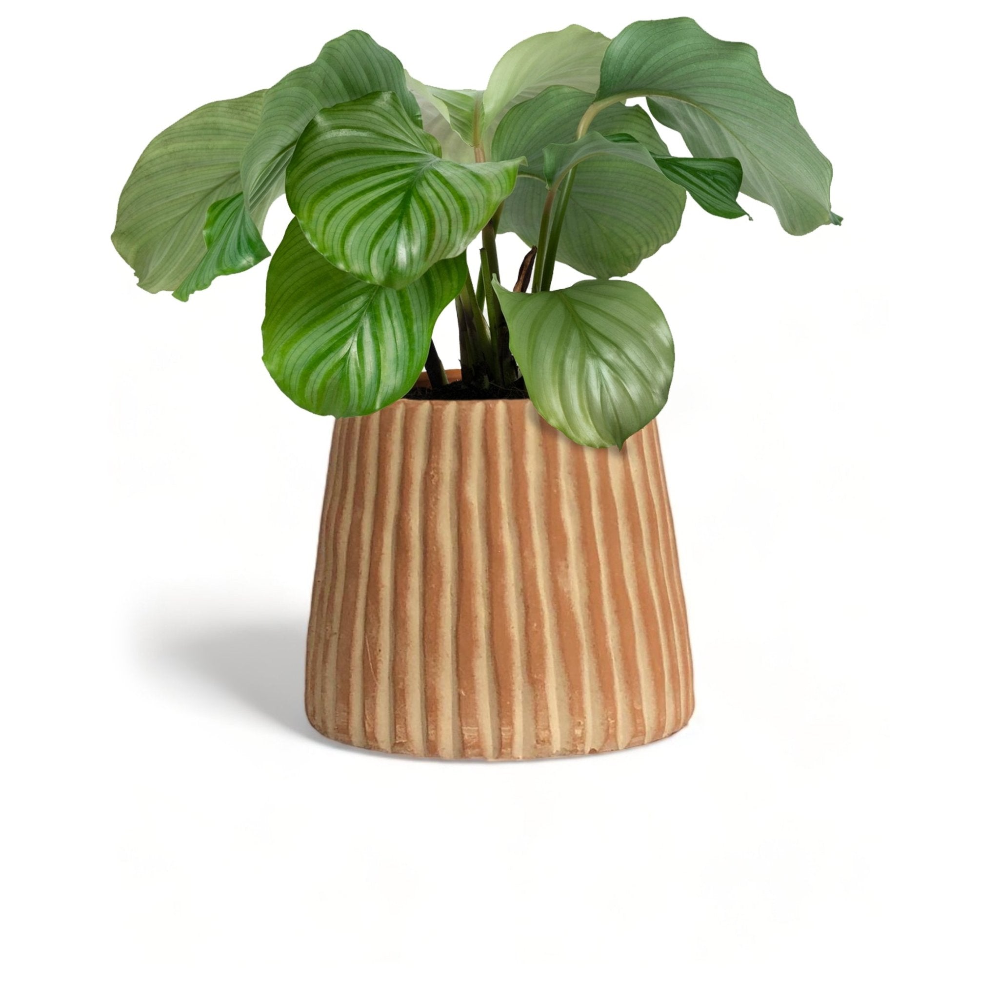 Elvira Terracotta Planter by MESO MESO