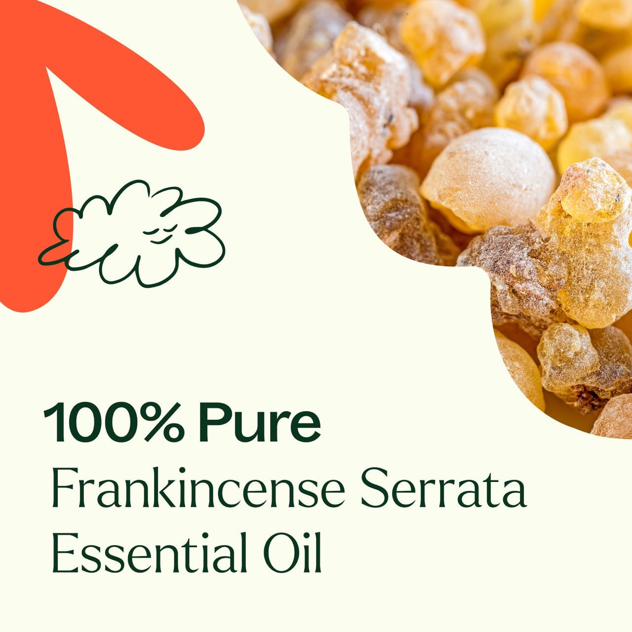 Frankincense Serrata Essential Oil Plant Therapy