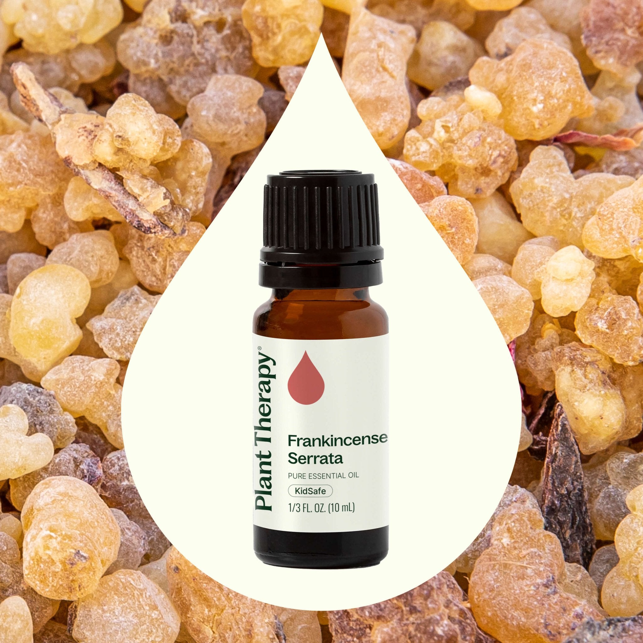 Frankincense Serrata Essential Oil Plant Therapy