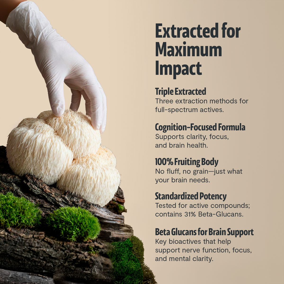Gloved hand lifting lion's mane: FreshCap Mushrooms Lion's Mane Capsules extracted for maximum impact, 2nd view