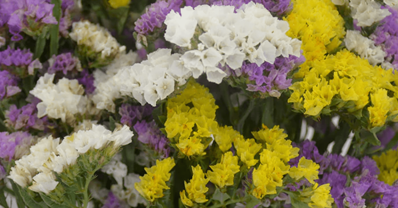 Good Vibes (Statice Floral) White Sage Smudge Stick (4 in.) Sacred Crystals