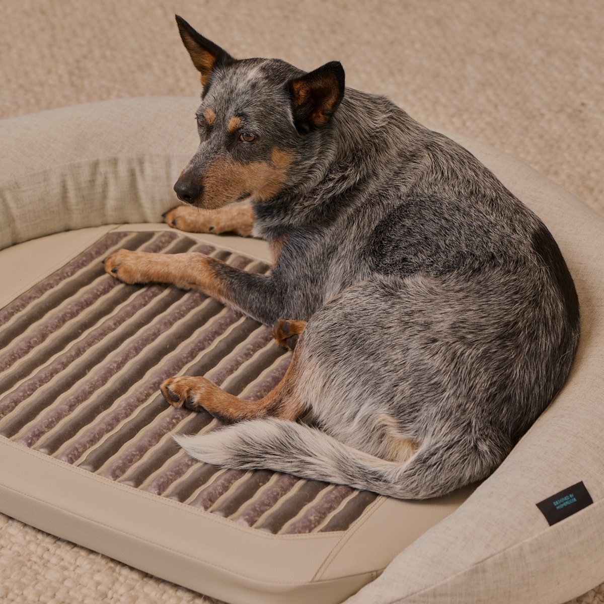 Infrared PEMF Pet Bed HigherDOSE
