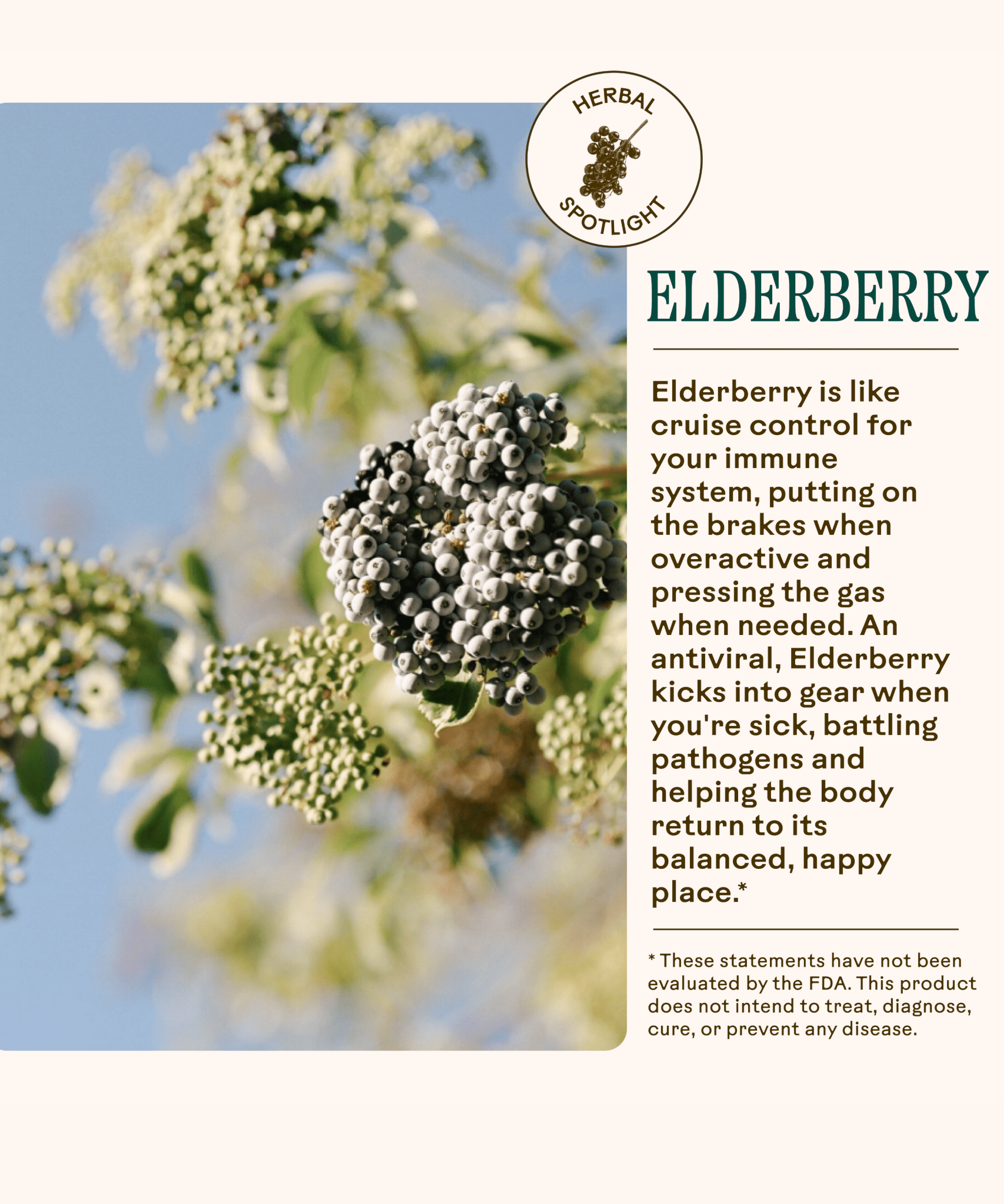 Lemon-Ginger Immune Toddy WOODEN SPOON HERBS