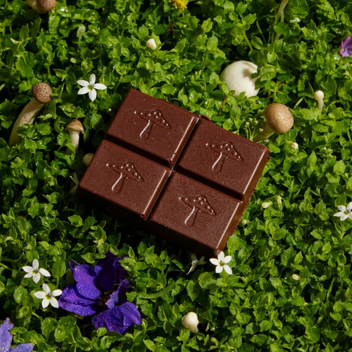 Nightcap Functional Mushroom Chocolates alice mushrooms