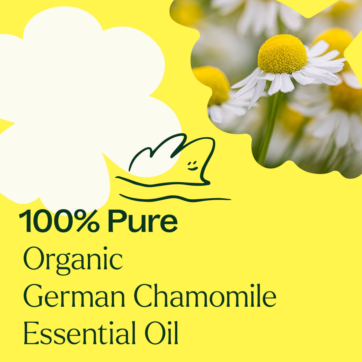 Organic German Chamomile Essential Oil Plant Therapy