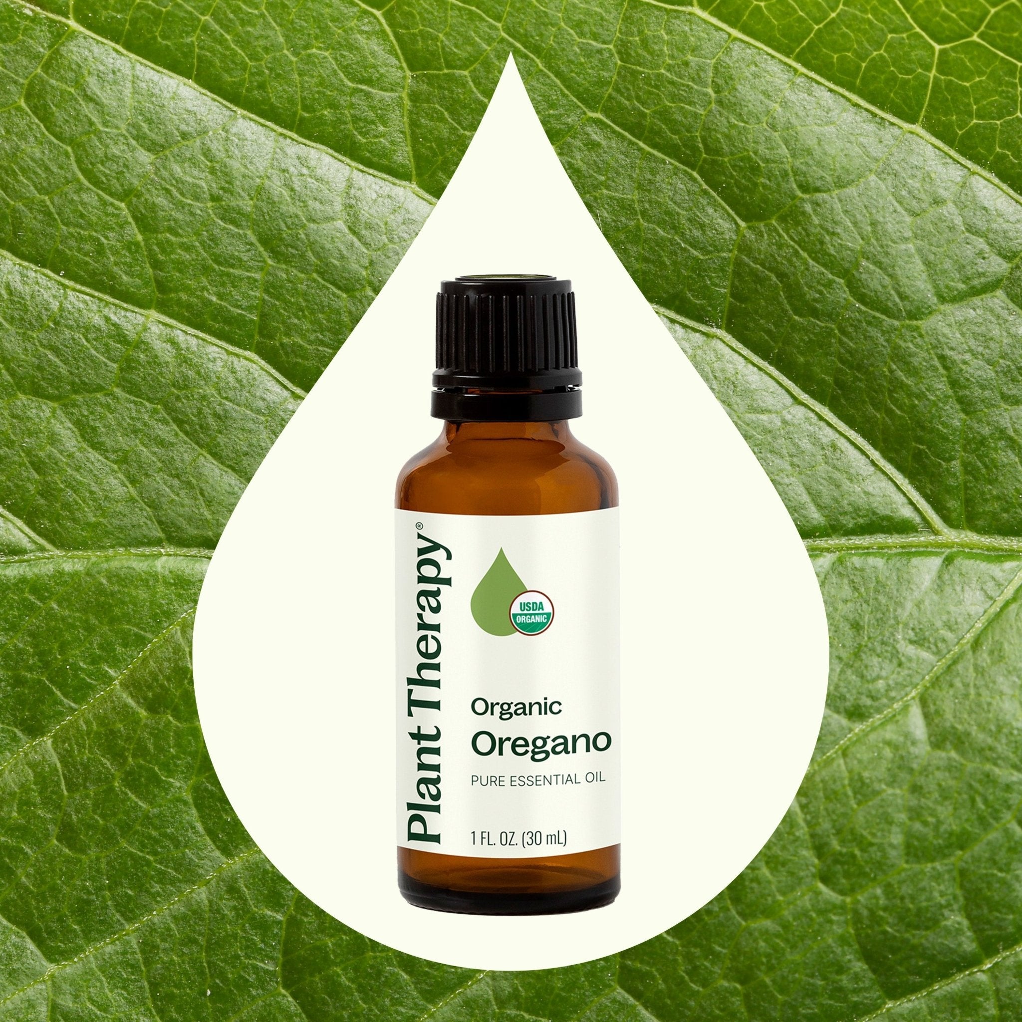 Organic Oregano Essential Oil Plant Therapy