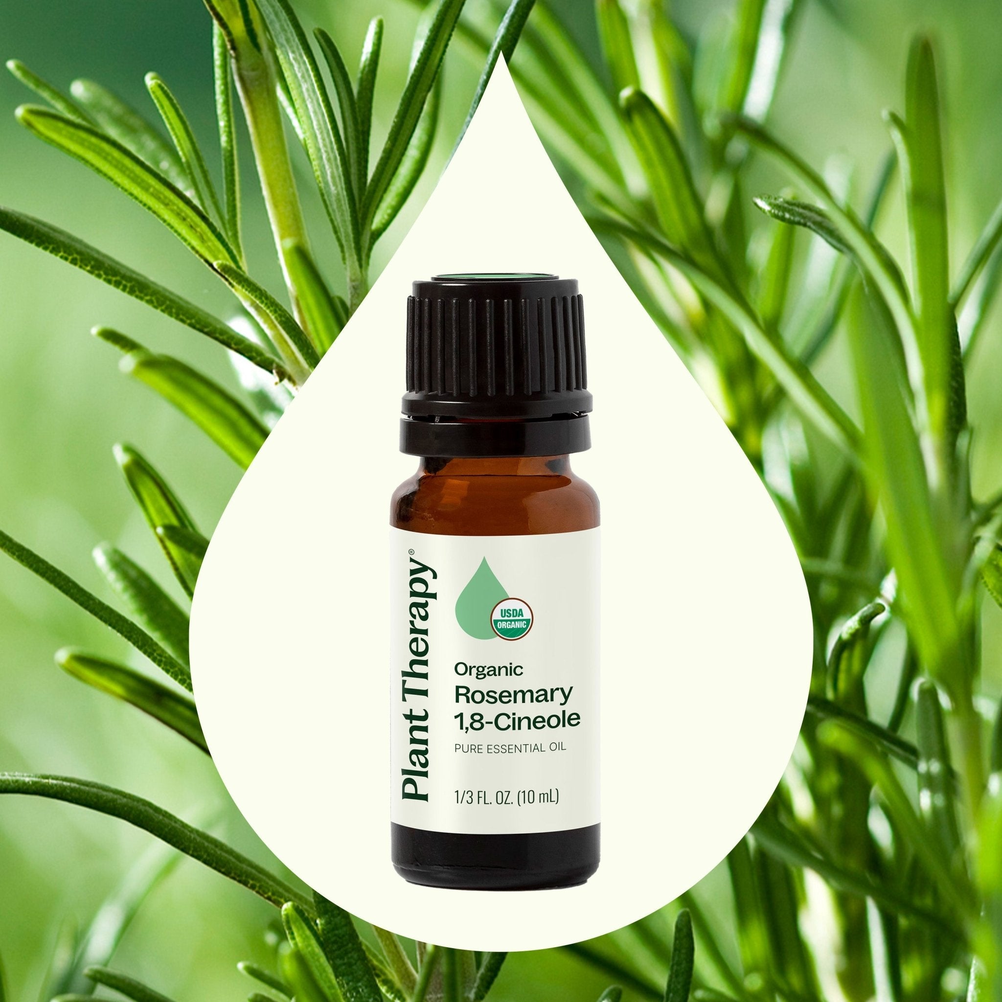 Organic Rosemary 1,8 - Cineole Essential Oil Plant Therapy