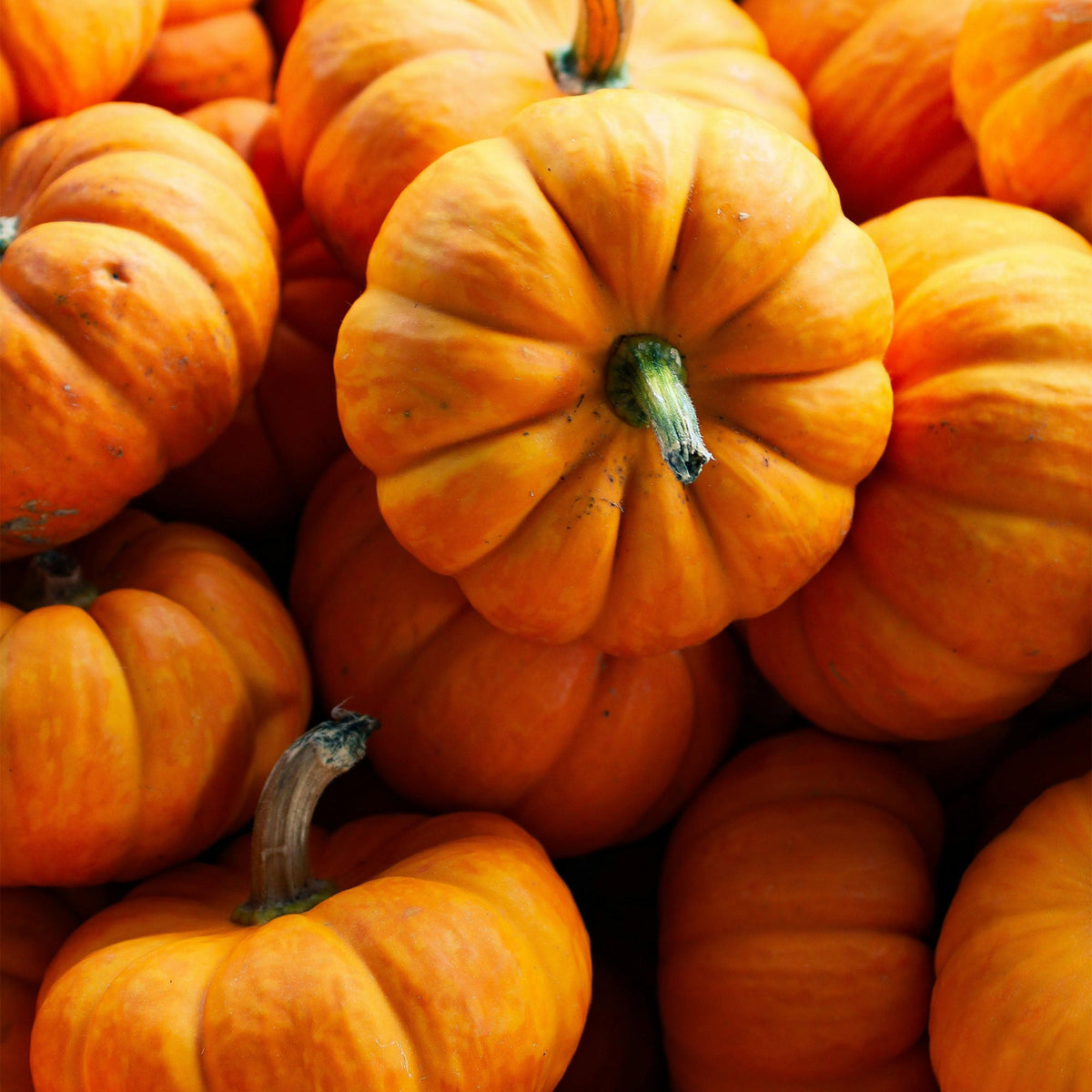 Pumpkin Spice Air Scent Refill