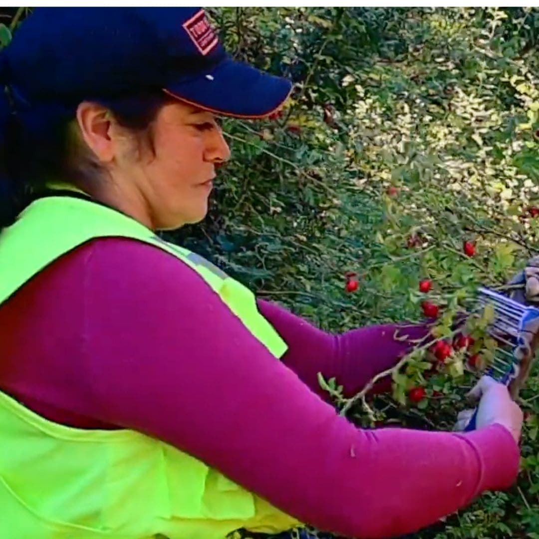 Rosehip Oil, 100% Organic Beautyologie