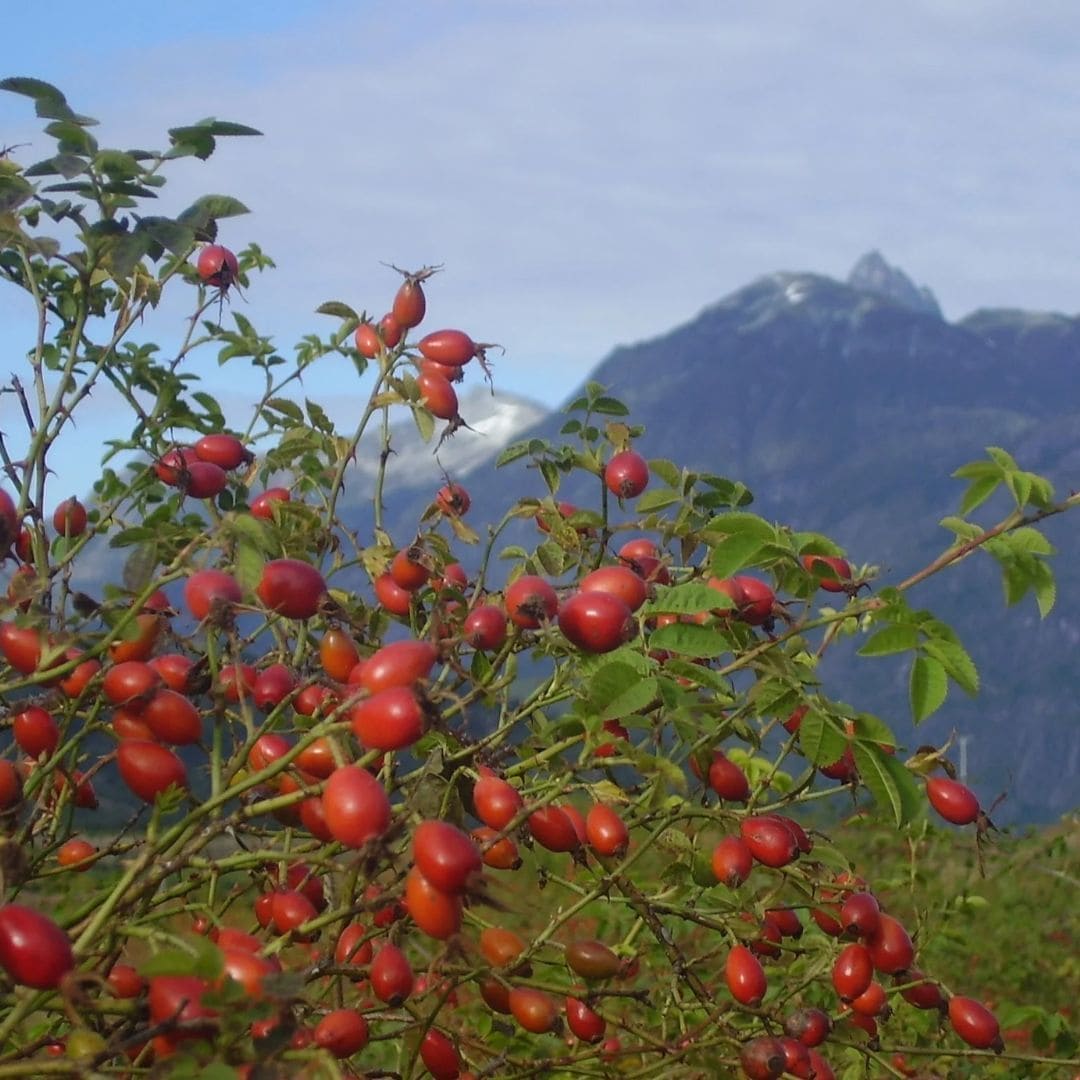 Rosehip Oil, 100% Organic Beautyologie