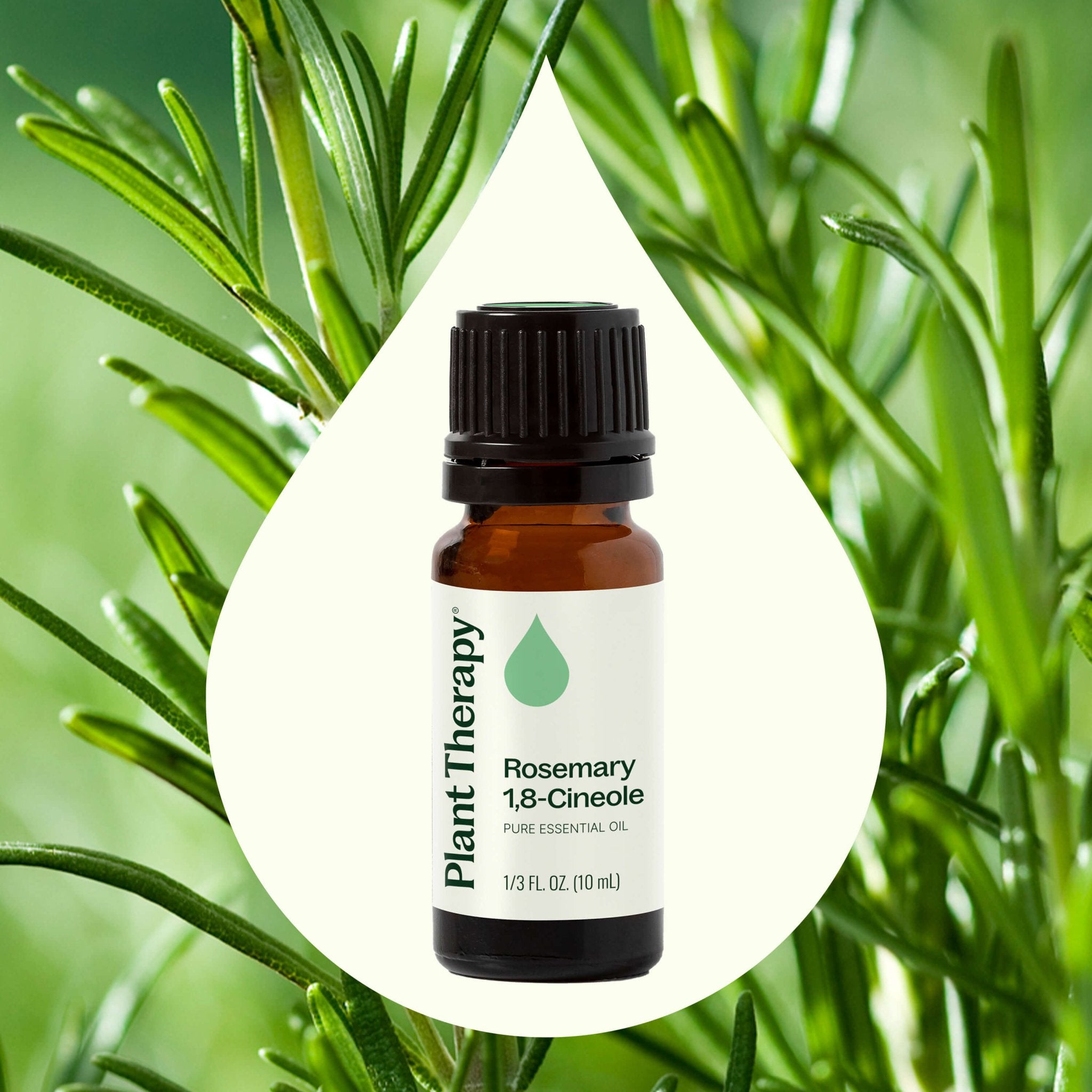 Rosemary 1,8 - Cineole Essential Oil Plant Therapy