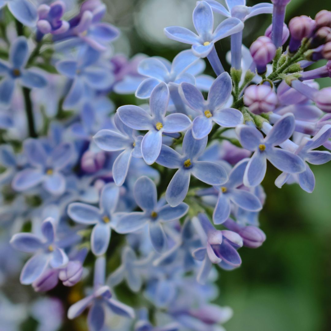 Santal + Jojoba Oil, 100% Organic Beautyologie