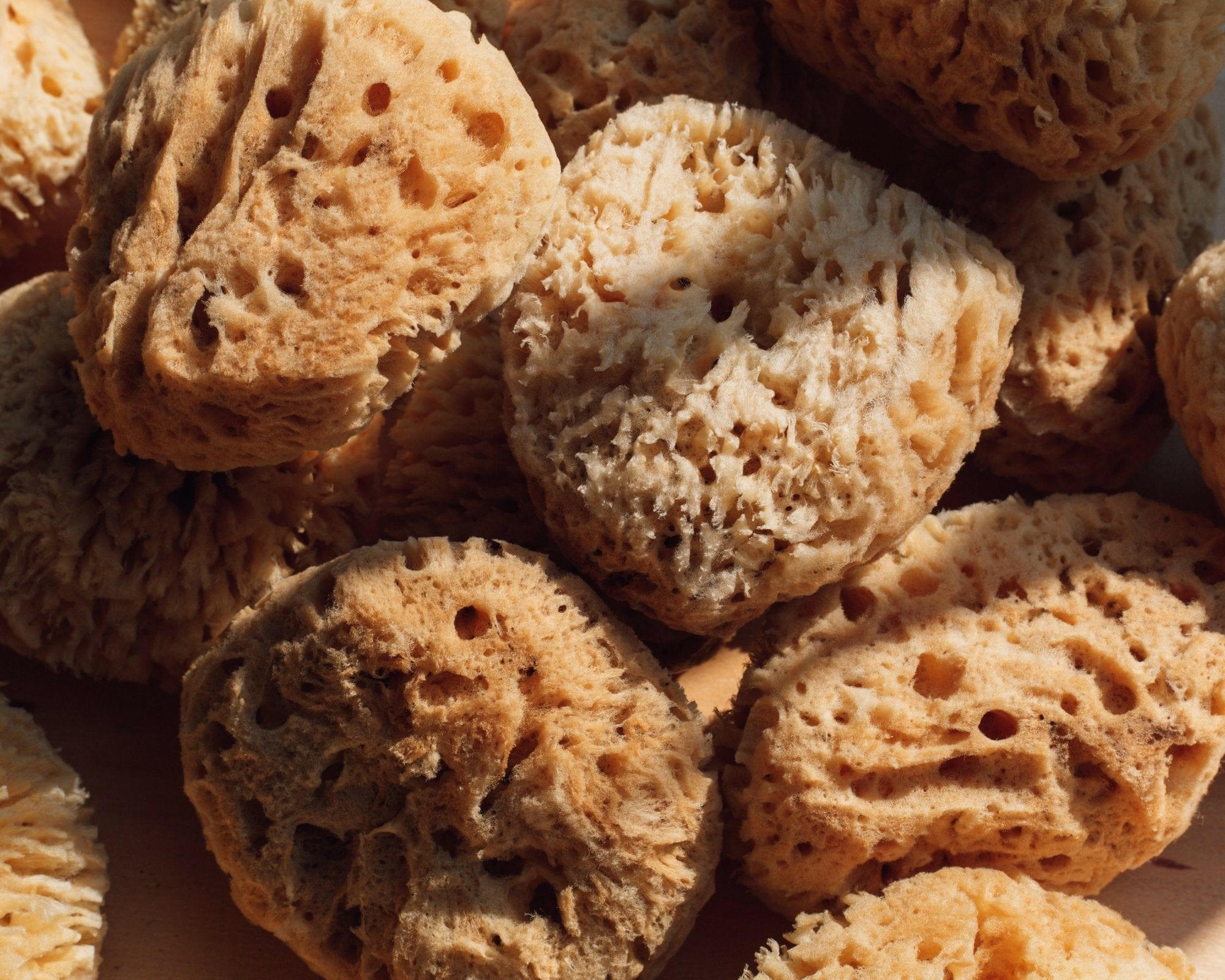 Sea Wool Sponge Firsthand Supply