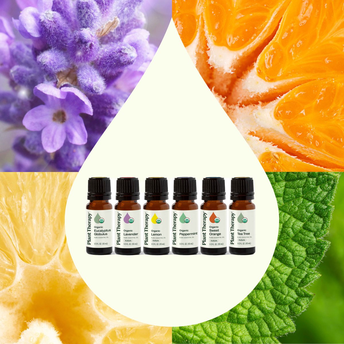 Top 6 Organic Singles Essential Oil Set Plant Therapy