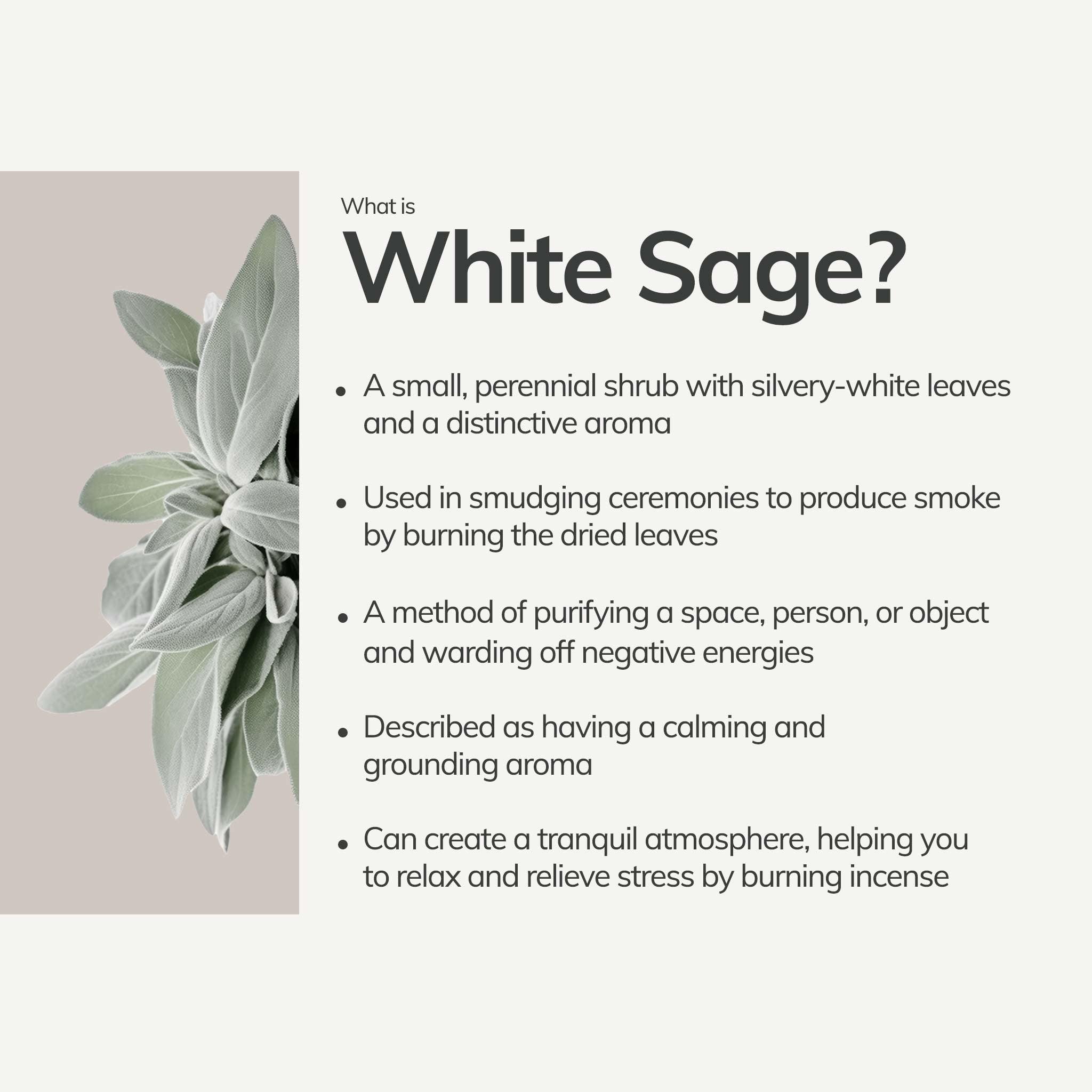 White Sage Short Incense Sticks – Hand - Rolled in Peru (30 Sticks) CEDAR AND MYRRH